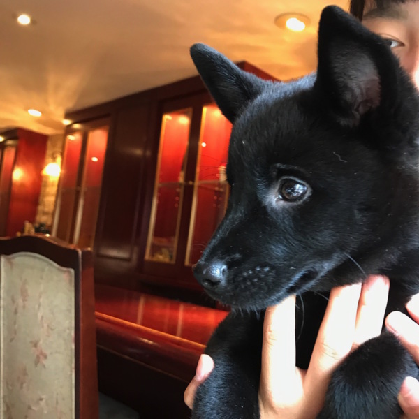 一旦募集中止 控えめな賢 東京都 犬の里親募集 ペットのおうち 月間利用者150万人