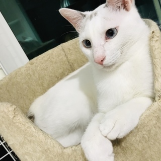 銀丸✴︎柄がキュートなグレ白くん