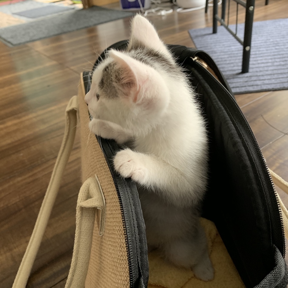 だいのカバー写真