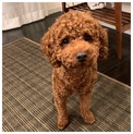 トイプードル 1歳 男の子