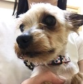 社交性抜群★人懐っこくて甘えん坊なヨーキー★ジェマ