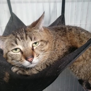 ●別募集記事あり●多頭持込猫！残り１０匹！※男の子