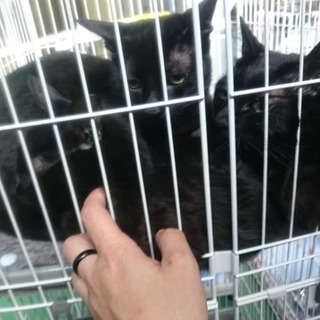 ●別募集記事あり●多頭持込猫！残り１０匹！※女の子