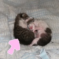 産まれたばかりの子猫ちゃんです