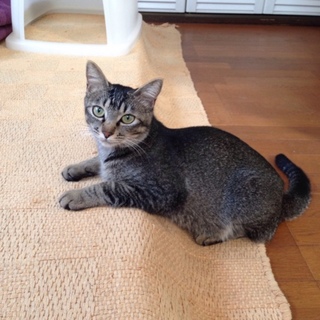 保護しました！