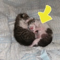 子猫の里親募集中