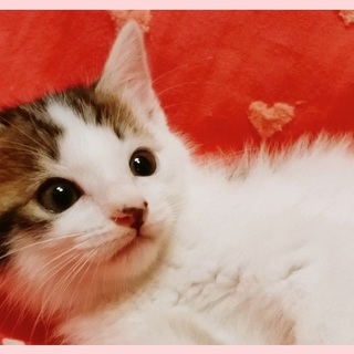 ”6/9"シェルター譲渡会に参加「ちびちょろろん