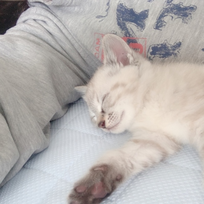 ま＠のカバー写真