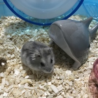 ハムスター