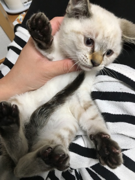 シャム猫の女の子☆生後2カ月」大阪府 - 猫の里親募集(263133) 1枚目の