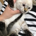 シャム猫の女の子★生後2カ月