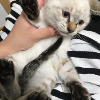 シャム猫の女の子★生後2カ月