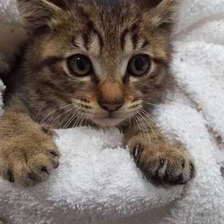 キジトラの男の子★生後2カ月