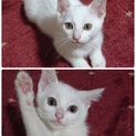生後2ヶ月白猫兄妹の子猫の里親さん募集