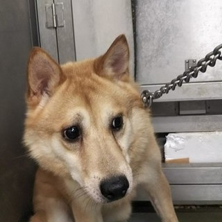 ふわもこずんぐり、愛くるしい、じろう君