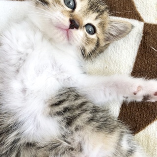 やんちゃで甘えん坊、生後2ヶ月のトト君
