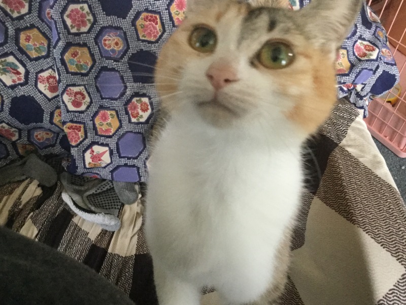 グリ(グリーディ)