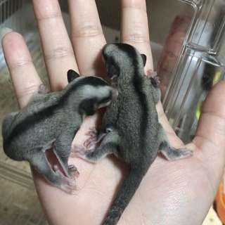 フクロモモンガ 赤ちゃん