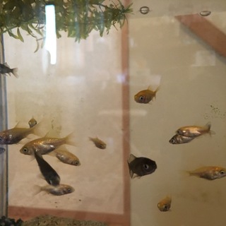 金色と黒色の和金のあかちゃん達