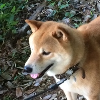 ショウマ