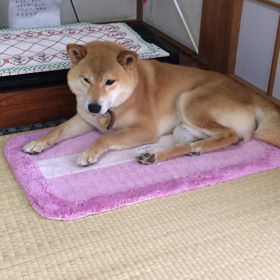 ショウマのカバー写真
