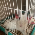 ミニうさくん