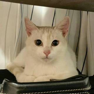 おめめパッチリな女の子！カリンちゃん