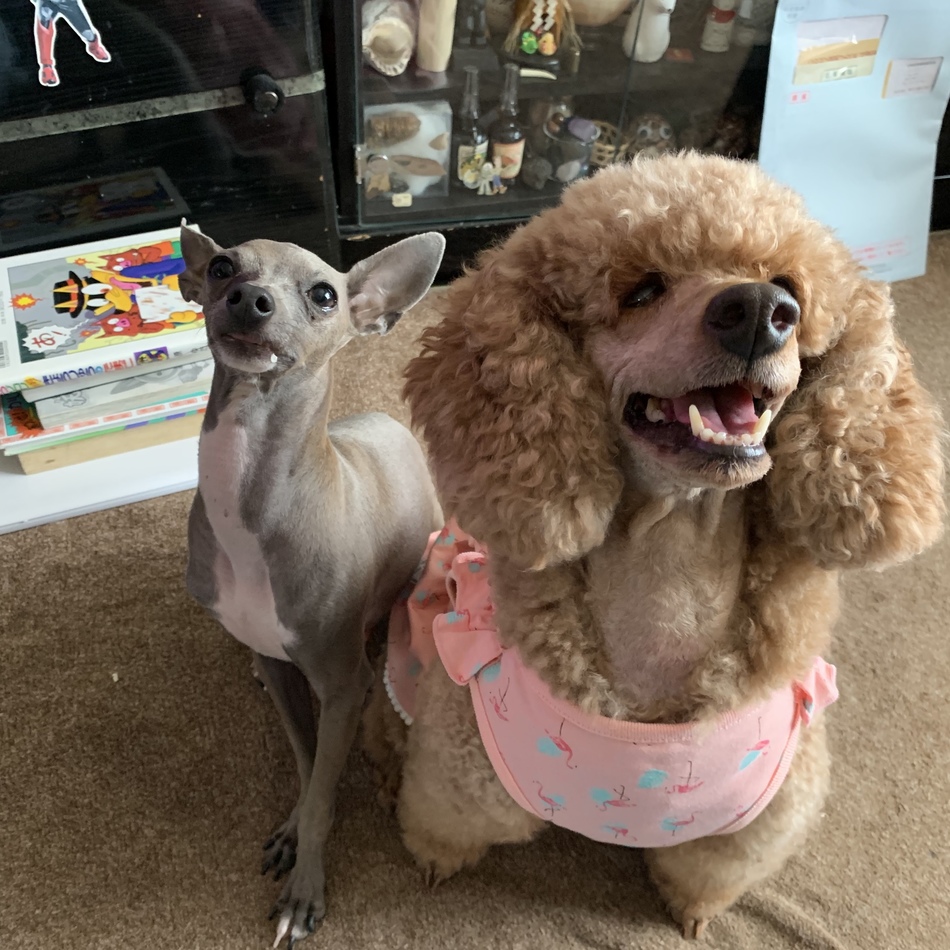 あこのカバー写真