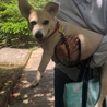 昼間は暑いので、トイレ散歩ですぐ帰ります。朝、晩は近所で散歩ができるようになりました