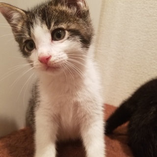 保健所保護猫 １ヶ月子猫里親募集