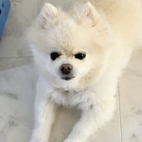 しろ