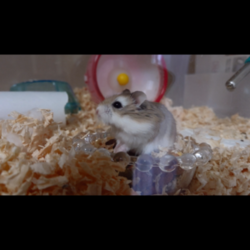 「ペレットを食べない」サムネイル2