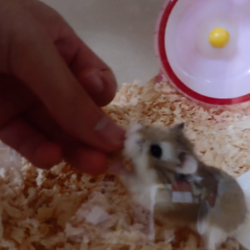 「手渡し記念日！」サムネイル2