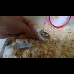 「手渡し記念日！」サムネイル3