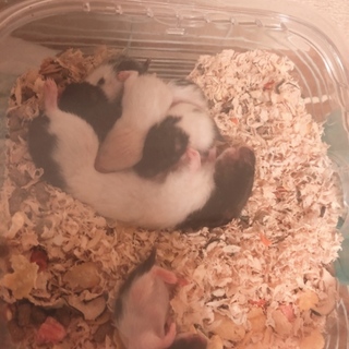 カラーハムスターの子供