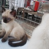 1匹は少しだけ歩行に障害がありますが元気です！ サムネイル3