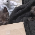 仔猫2頭の里親さん募集！