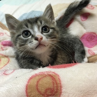 １ヶ月半キジ白子猫男の子