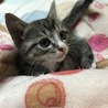 １ヶ月半キジ白子猫男の子 サムネイル2