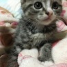 １ヶ月半キジ白子猫男の子 サムネイル3