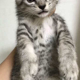 グレー虎の男の子