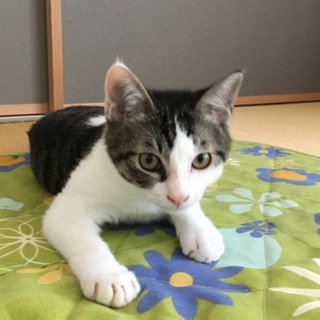 気の優しい男の子「アクア」