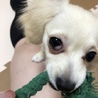 チワワとダックスのミックスです サムネイル6