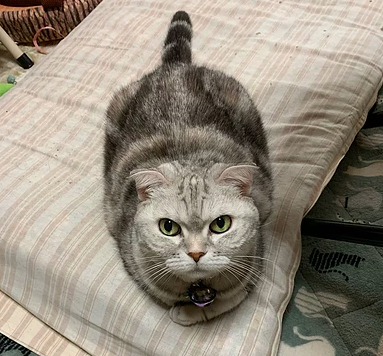 飼い主が末期癌 新しい家 大阪府 猫の里親募集 263250 ペットのおうち 月間利用者150万人