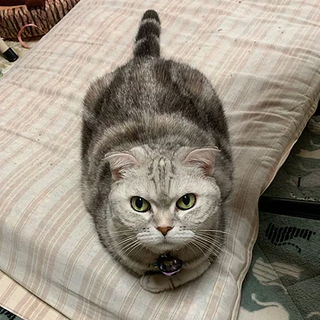 飼い主が末期癌、新しい家族を探しています！