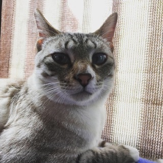 ☆シャム系の美男子☆