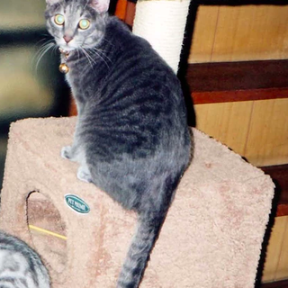 飼い主が末期癌、新しい家族を探しています！