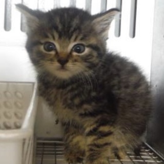 里親様に迎えられました。有難うございました。