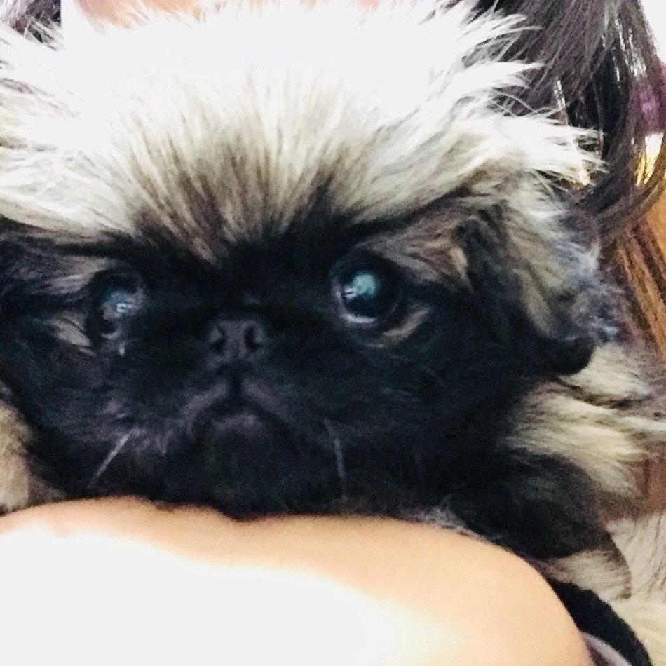 しおんのカバー写真