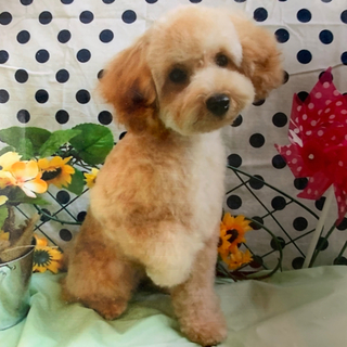 アプリコットトイプードル」東京都 - 犬の里親募集(263281